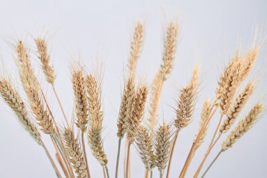 Olgun kuru buğday dikenleri beyaz arka planda izole edilmiş..