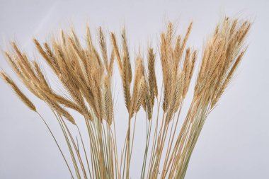 Tahıl taneleri beyaz arka planda izole edilmiş buğday başakları.