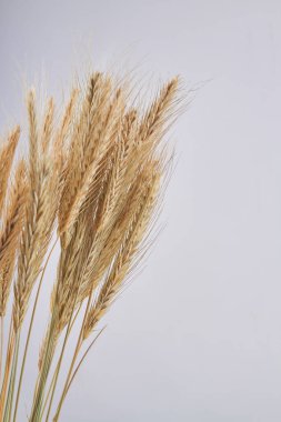 Beyaz zemin üzerinde altın buğday kulakları dikey çekim.
