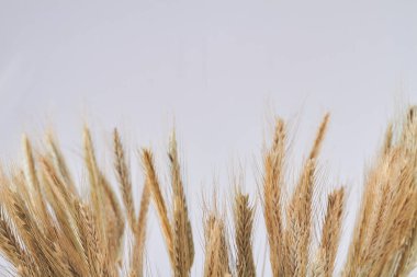 Buğday kulakları dikenleri ve beyaz arkaplana boşluk kopyala.