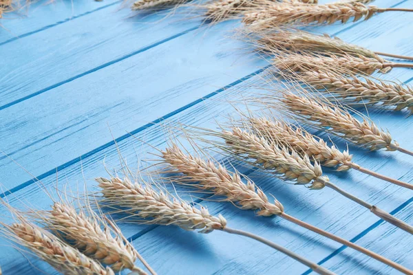 Spikeletten van tarwe op blauwe oude houten tafel achtergrond. — Stockfoto