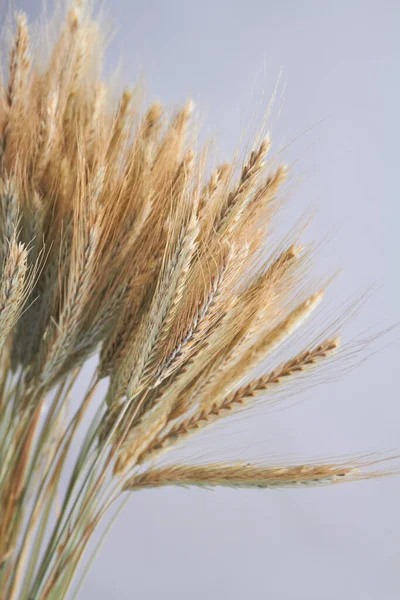 Крупный план золотые уши пшеницы или ржи на сером фоне. — стоковое фото