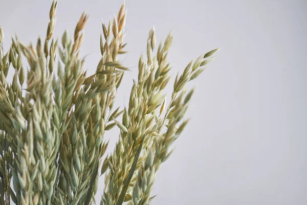 Сухая тритикальная пшеничная ржаная рожь на белом фоне. — стоковое фото