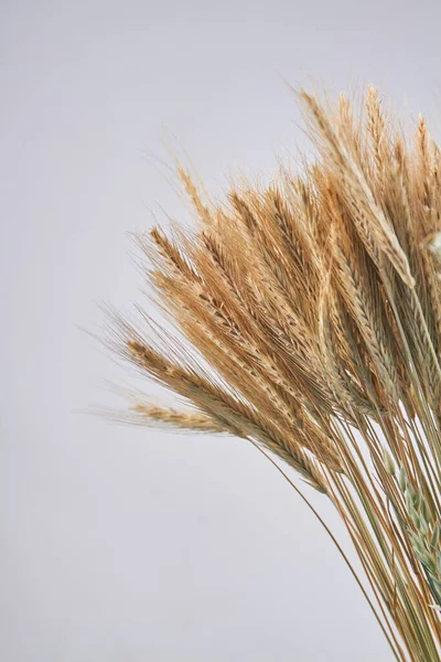 Вертикальный снимок желтых сушеных колосьев пшеницы на белом фоне. — стоковое фото