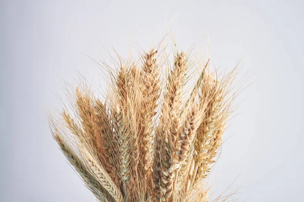 从白色背景分离出来的小麦小穗的特写束. — 图库照片