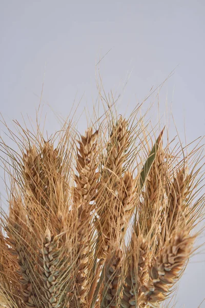 Вертикальный букет золотых колосьев пшеницы. — стоковое фото