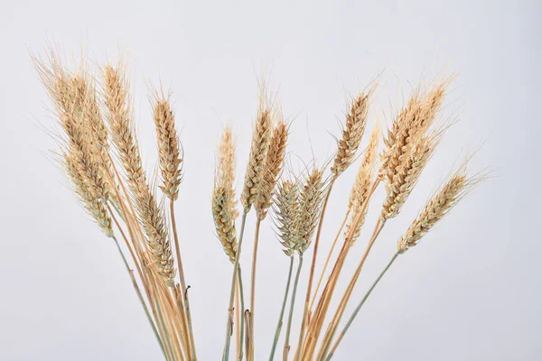Крупный план куча пшеницы или ржаных шипов изолированы на белом фоне. — стоковое фото
