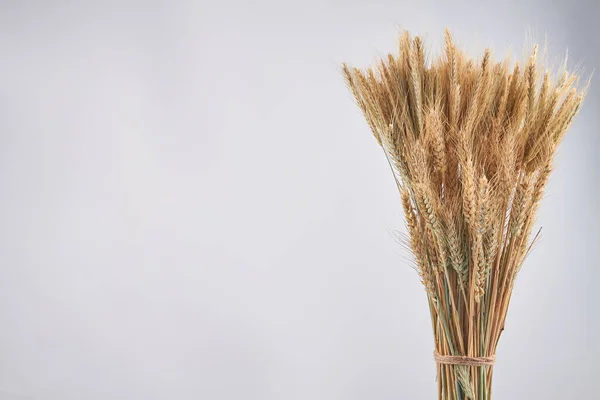 Аромат ржаных зерен пшеницы и пространство для копирования. — стоковое фото