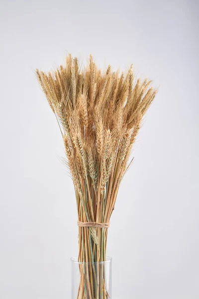 Вертикальная стеклянная ваза из сушеных колосьев пшеницы. — стоковое фото