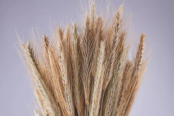 Крупным планом колоски зерна пшеницы на сером фоне. — стоковое фото