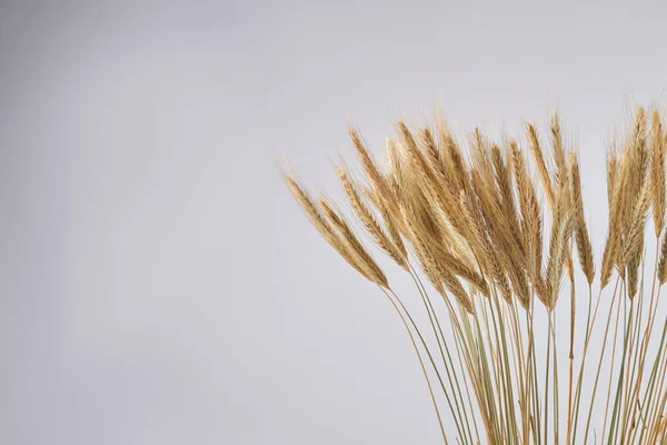 种植小麦穗，复制白色背景下的空间. — 图库照片