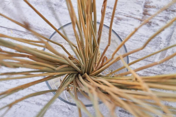 Top view golden wheat stems in the glass vase. — Stock Photo, Image