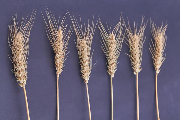 Ржаная пшеница или ячменные шипы изолированы на черном фоне. — стоковое фото