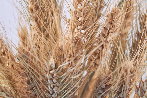 Close-up rijp gouden gedroogde biologische tarwe oren. — Stockfoto