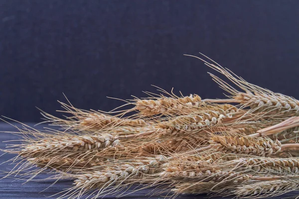 Stelletje droge tarwe spikeletten op zwarte achtergrond. — Stockfoto