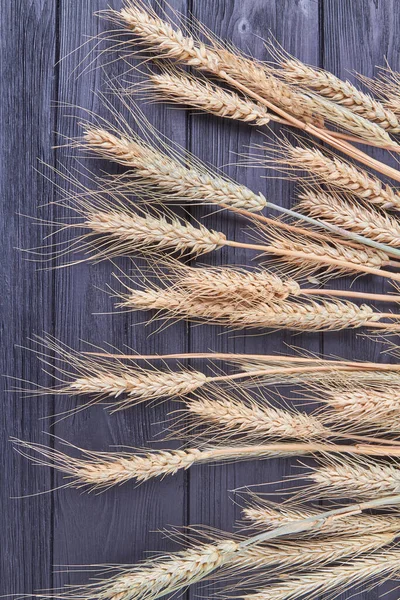 Wheat cereal grains spikelets on dark wooden background.