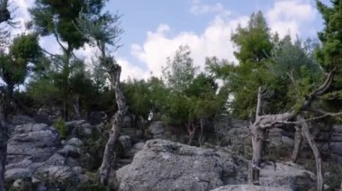 Taşlarla kaplı bir dağda yetişen yemyeşil ağaçlara yakın..