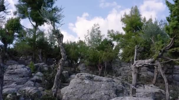 Close up de árvores perenes crescendo em uma montanha coberta de pedras. — Vídeo de Stock