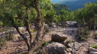 Ormandaki Rocky Hill. Arkaplanda yeşil dağların görüntüsü.