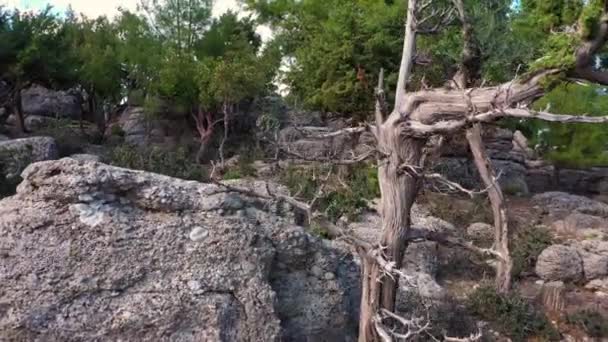 Belas árvores de coníferas crescendo na encosta das montanhas em um dia de verão. — Vídeo de Stock