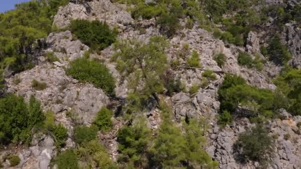 Draufsicht von der Drohne auf grüne Kiefern, die auf felsigen Klippen wachsen. — Stockvideo