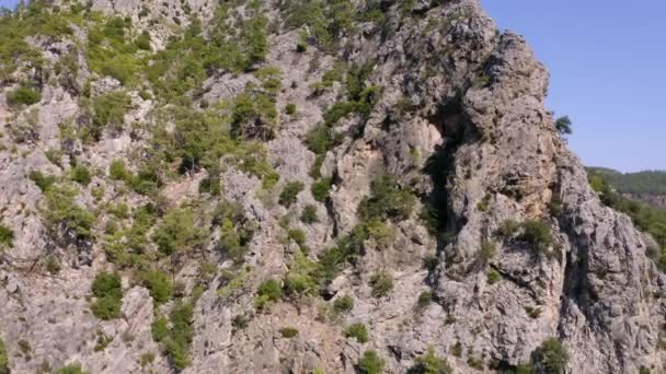 Luftaufnahme von immergrünen Kiefern auf einem steilen felsigen Berg. — Stockvideo