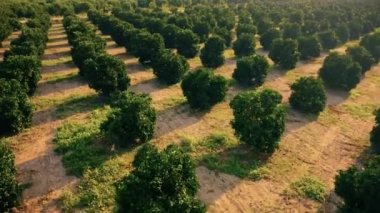 Çiftlikte yetişen küçük zeytin ağaçlarını kapatın..