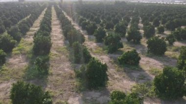 Saflar halinde büyüyen yeşil zeytin ağaçları olan tarlalar kapanıyor..