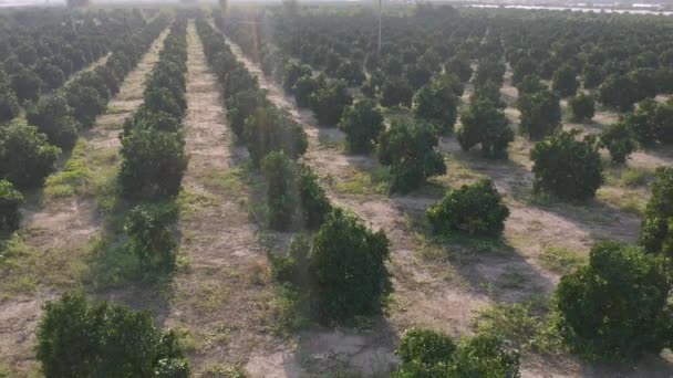 Plantación con olivos jóvenes verdes creciendo en hileras de cerca. — Vídeos de Stock