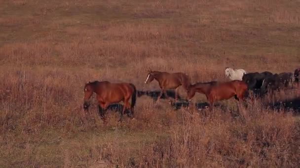 Granja de caballos — Vídeos de Stock