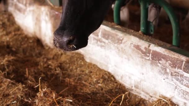 Krowy — Wideo stockowe