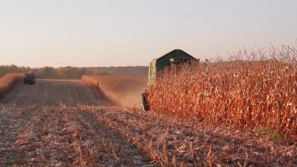 Harvest — Stock Video