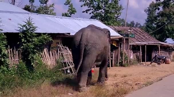 Elefante en la aldea — Vídeo de stock
