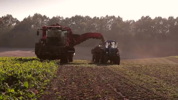 Autumnal harvest — Stock Video