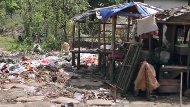 Haldy odpadků, nehygienické podmínky — Stock video