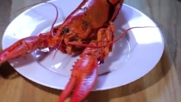 Lobster on  plate — Stock Video