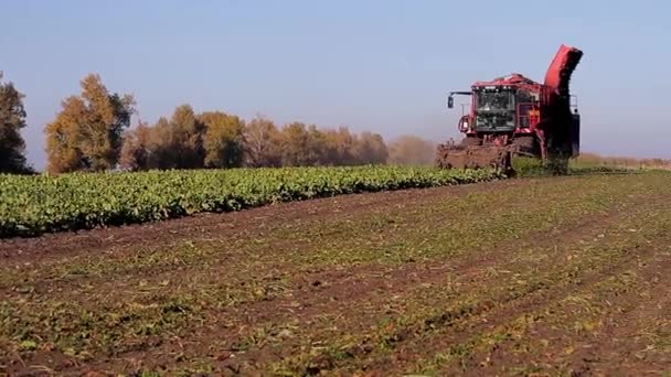 Agricultura y cosecha — Vídeo de stock