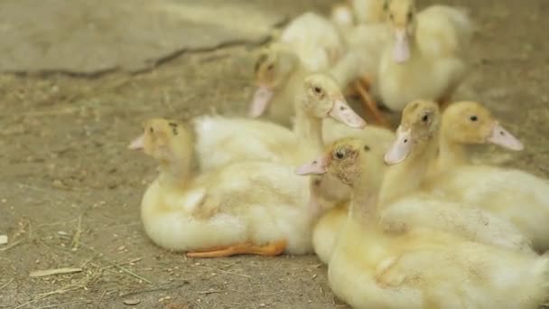 Goslings. — Vídeo de Stock