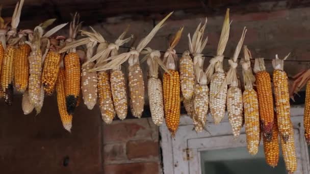 Сушеная кукуруза — стоковое видео