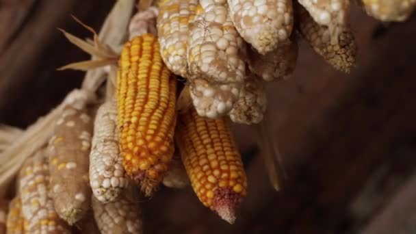 Mais auf dem Land — Stockvideo
