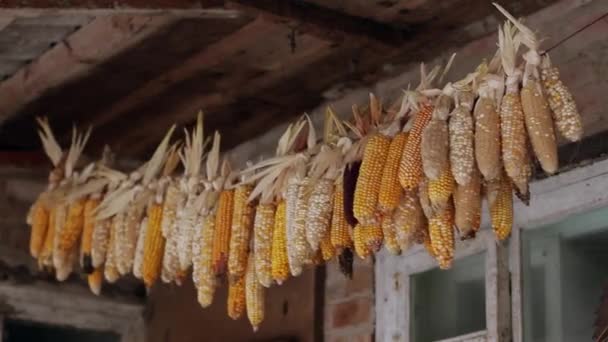 Corn hanging — Stock Video