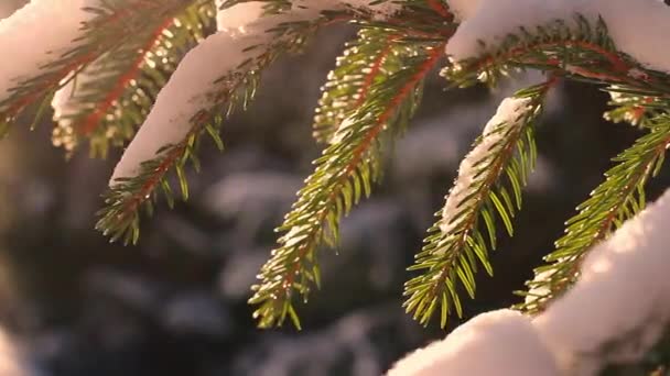 Tree in snow. — Stock Video