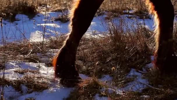 Hooves of animal. — Stock Video