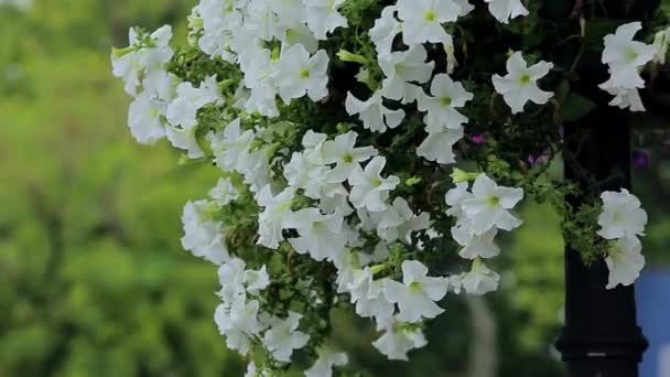 Petunia flowers. — Stock Video