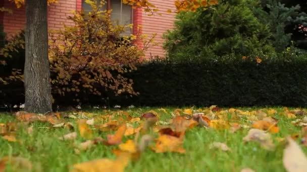 秋の庭. — ストック動画