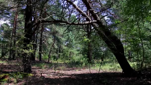 Bosque de pino . — Vídeos de Stock