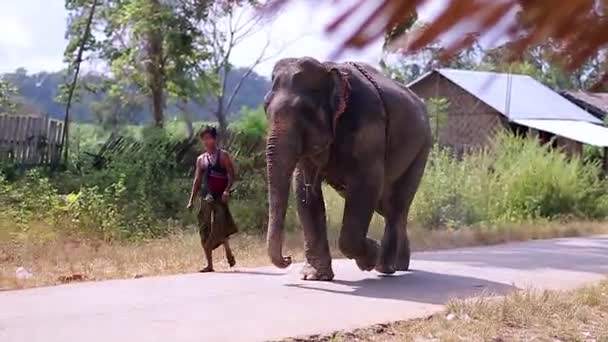 Elefante caminando por la calle . — Vídeos de Stock