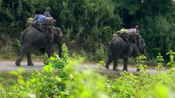 Elefantes treinados . — Vídeo de Stock