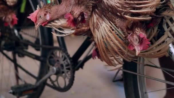 Hühner auf dem Markt. — Stockvideo