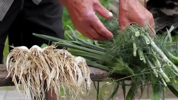 Alte Hand sortierte Dill. — Stockvideo